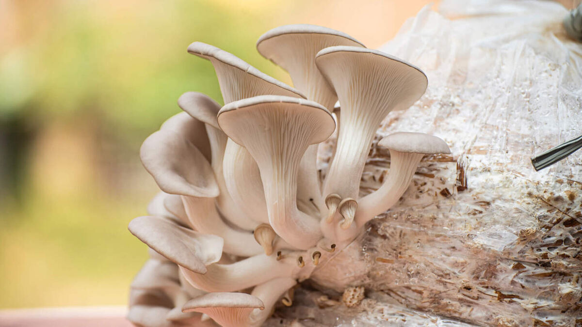     Фото: Boyloso/Shutterstok/FOTODOM Грибы используются для компостирования сельскохозяйственных отходов