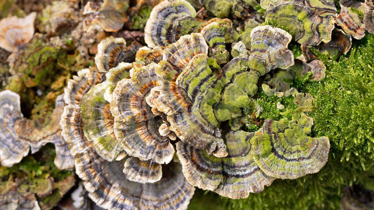     Фото: DesignRage/Shutterstok/FOTODOM Грибы могут разлагать сложные красители, что помогает бороться с загрязнением воды. На фото: Trametes versicolor