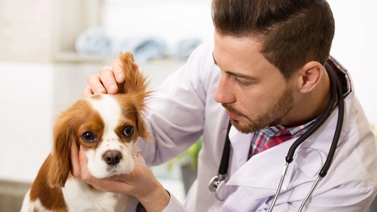    Фото: Nestor Rizhniak/Shutterstock/Fotodom