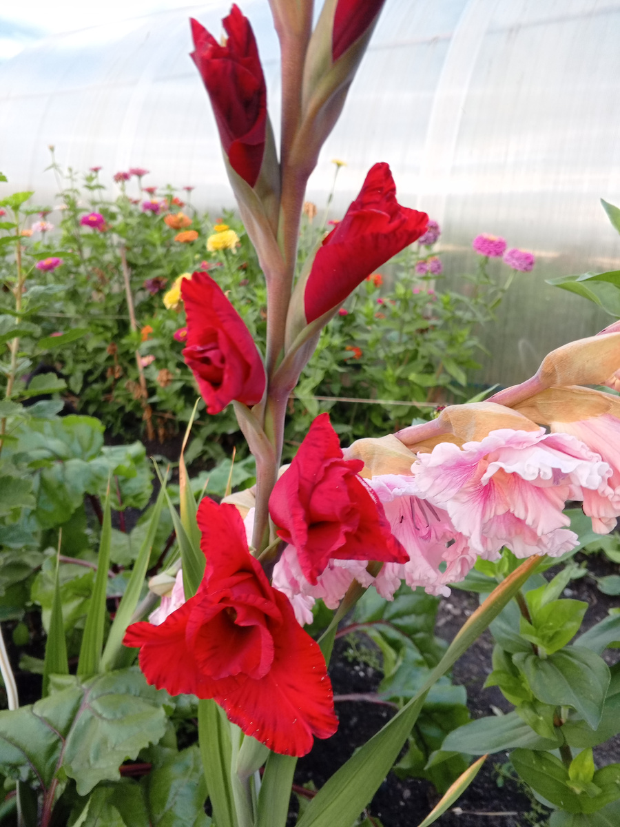 Рядом  тоже красивый гладиолус цвел.