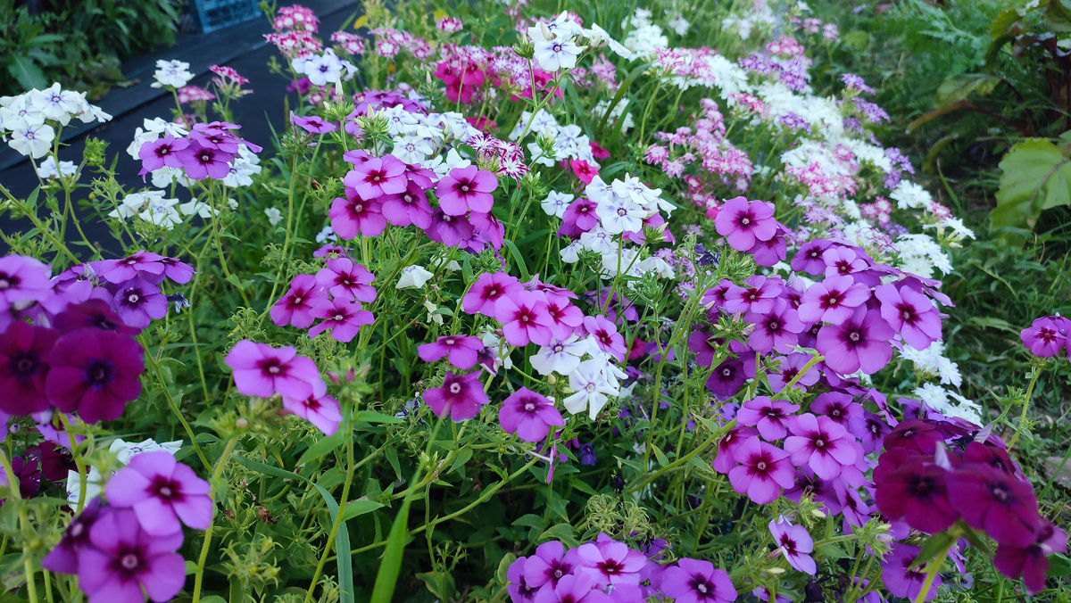 Цветы продолжают цвести и радовать