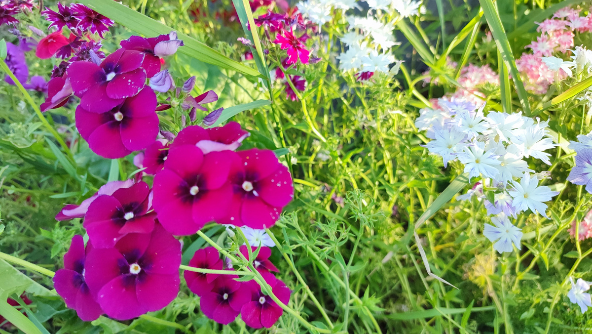 Однолетние флоксы 