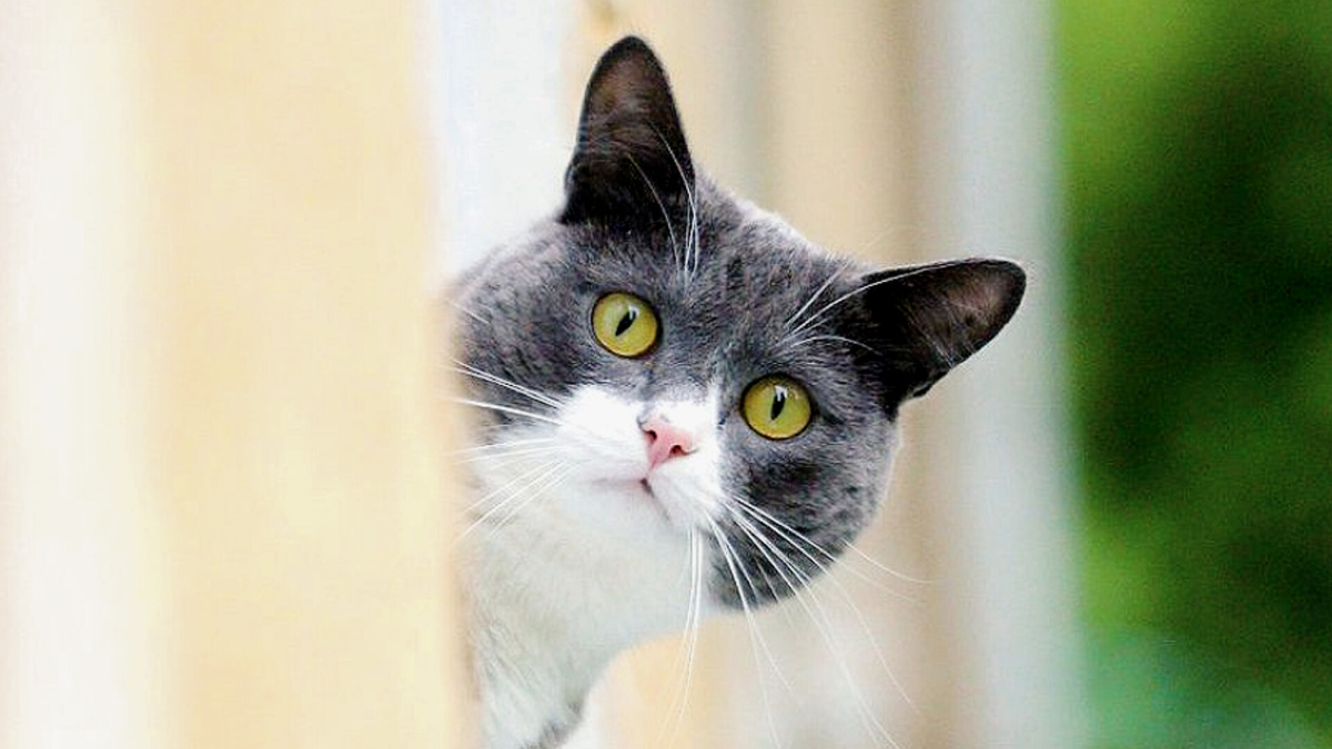 Как так - нет кошек?! А это вообще законно?