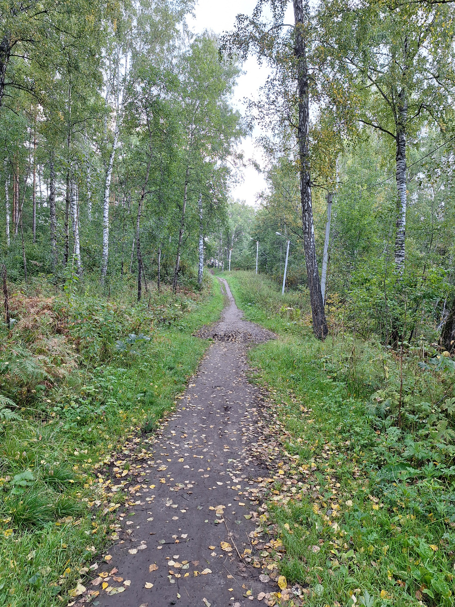 Сибирский лес в августе 