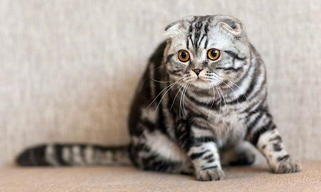 Красавчик ?