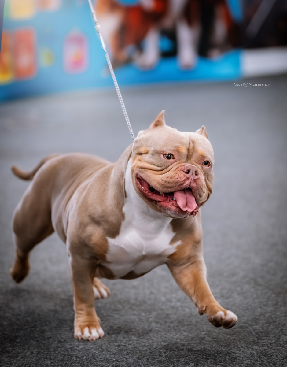 Американский булли Лейла, выступление в ринге. Фото - собственность автора канала