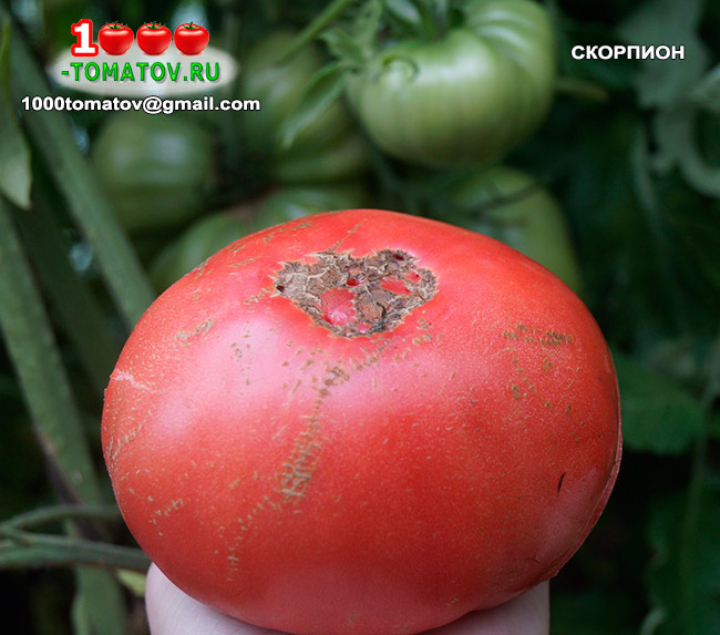 Томат Скорпион фото 1