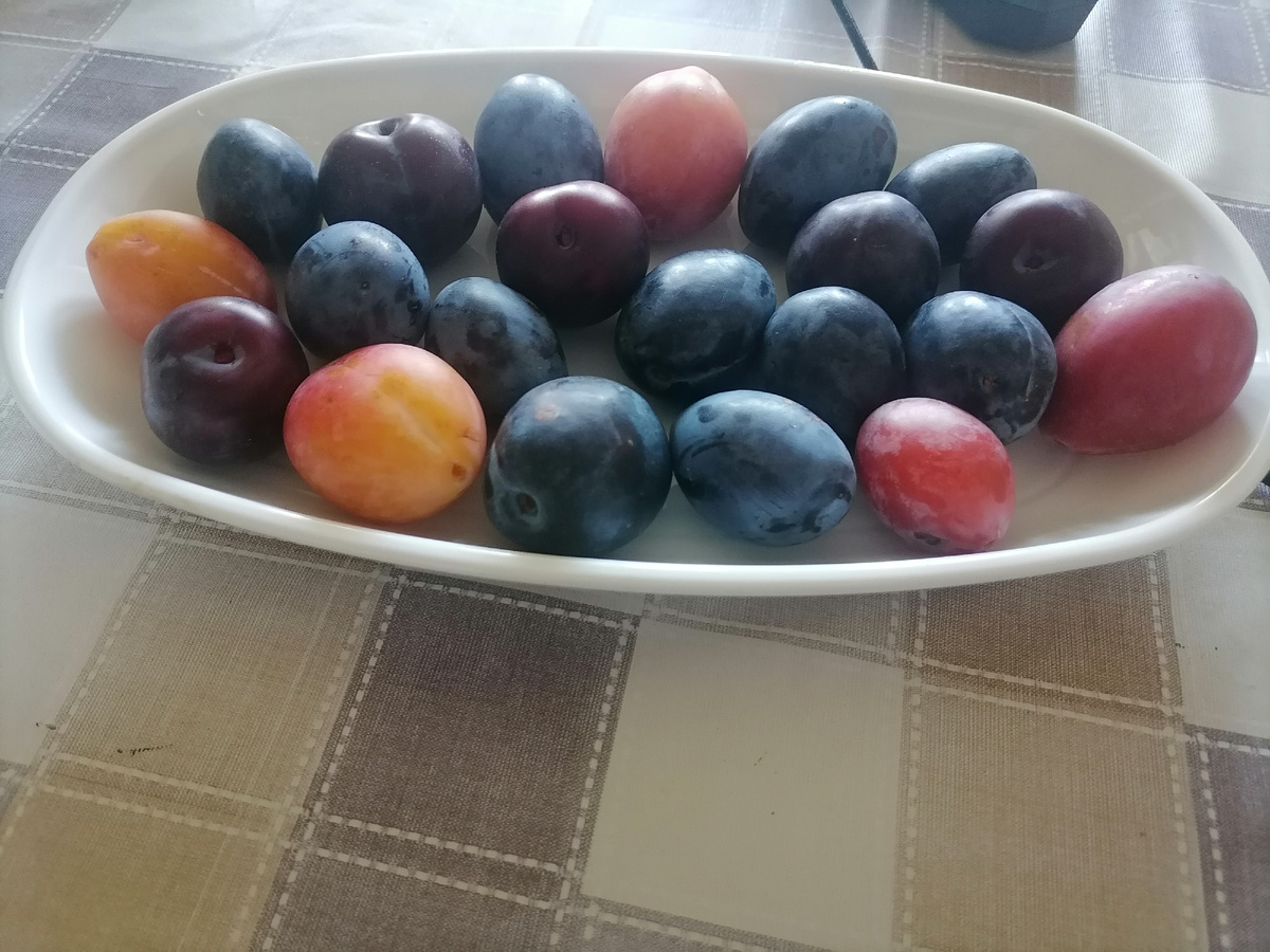 Сливы 4 сортов на пробу.