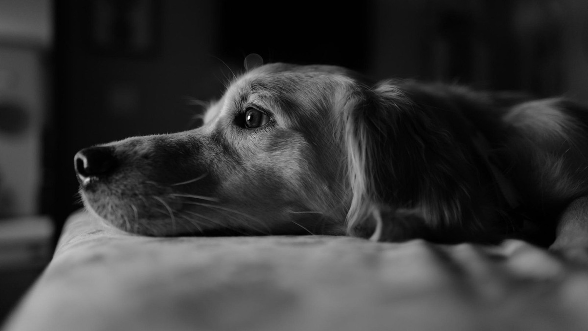    Даже после ухода они остаются в сердце и продолжают нас утешать.