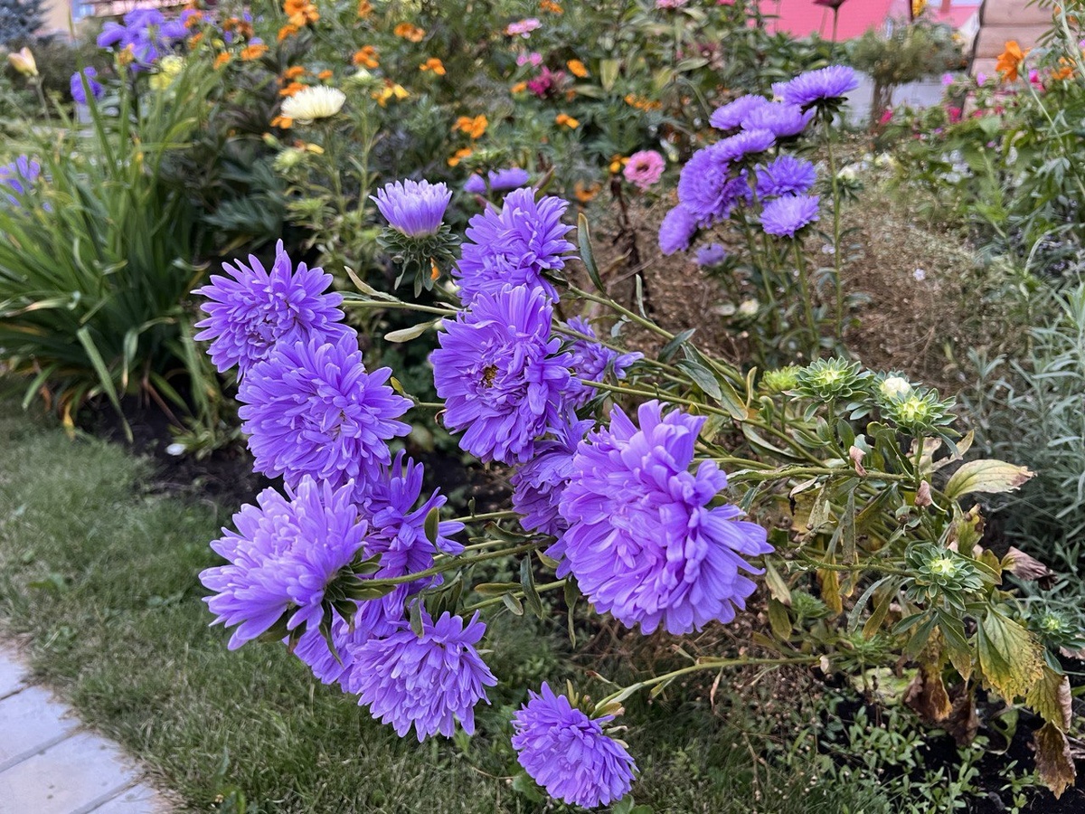 Астры в 2023 году