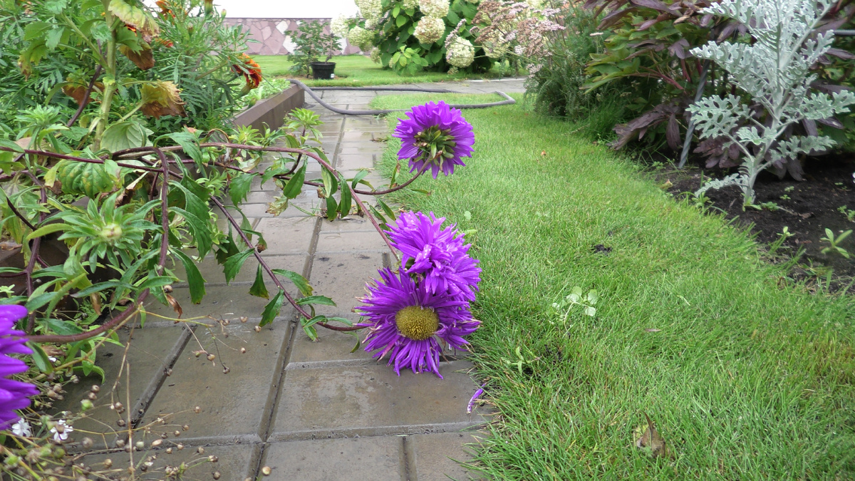 Астры в 2024 году