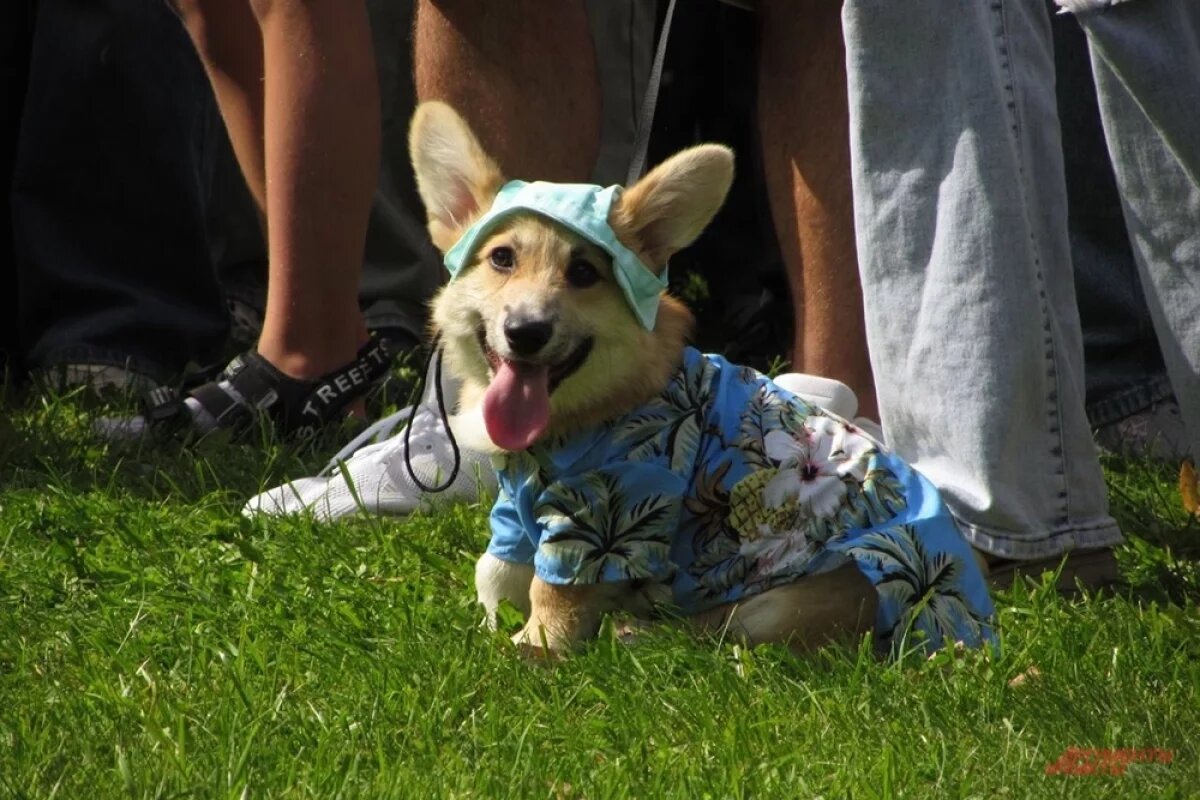    Милота на коротких лапах.