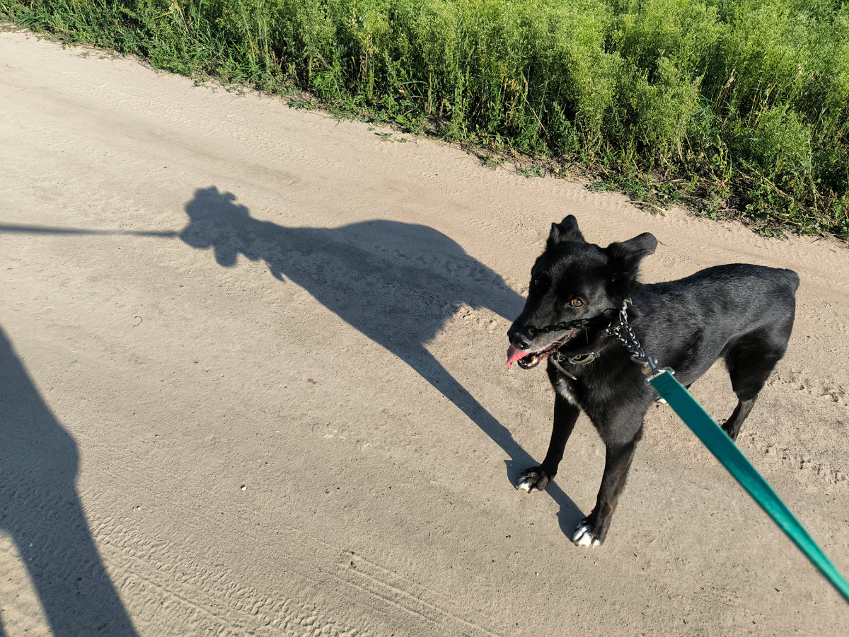 Тень как от добермана)