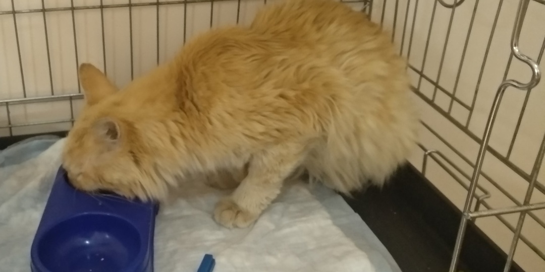 История о том, как мы боролись за кота с почечной недостаточностью