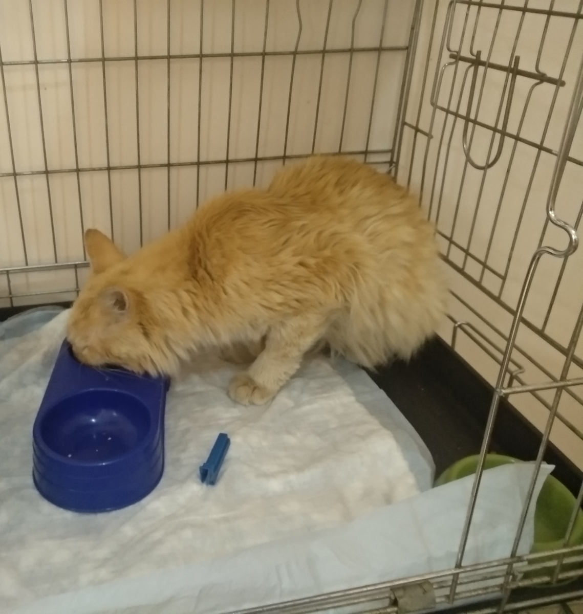 Не тот кот, но похожее состояние шерсти