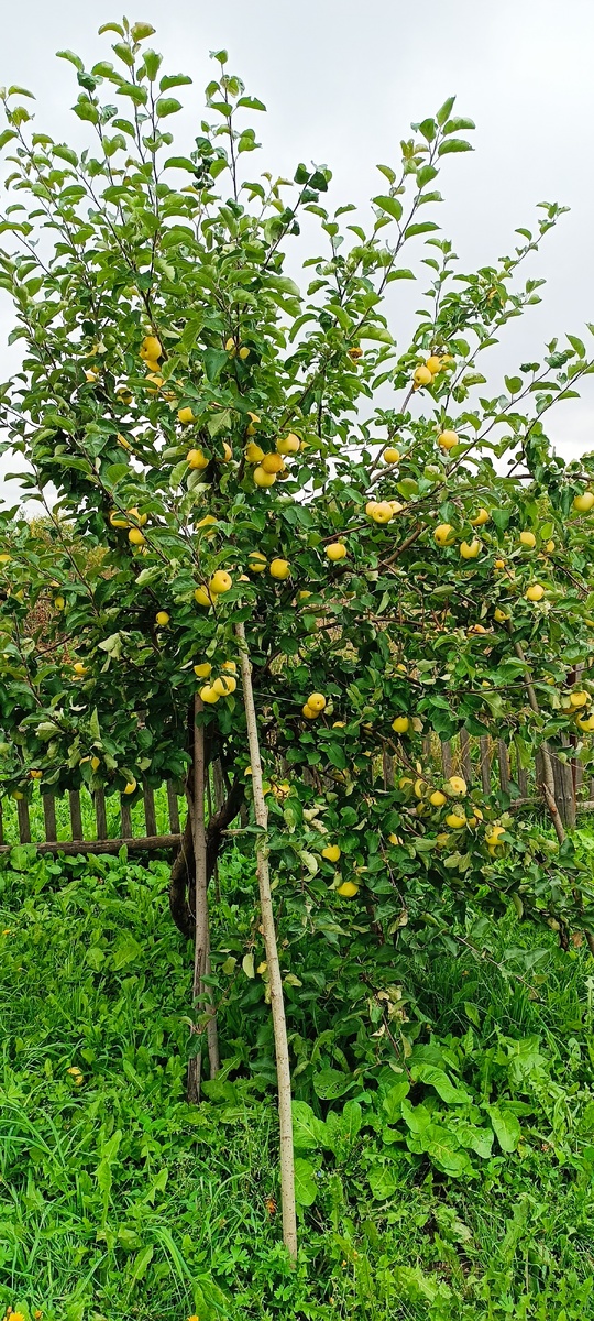 Яблонька у мамы