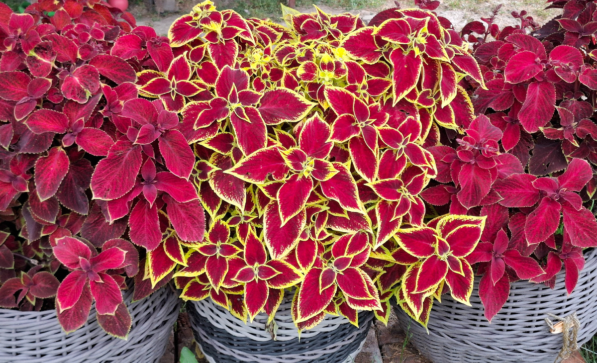 Яркие краски колеусов. Они сейчас особенно красивы!