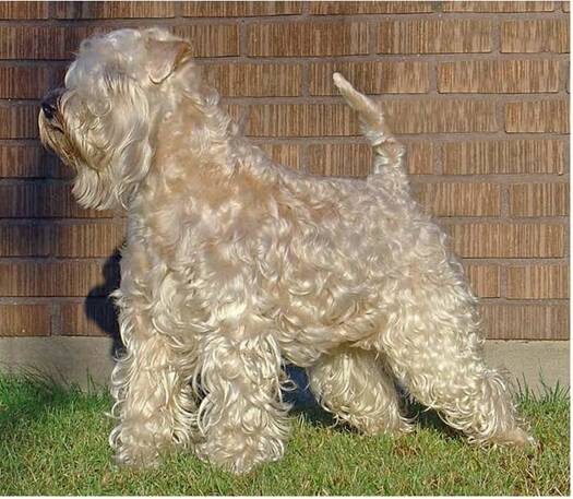 -Я позирую! Только усы и бороду нарисовать не забудьте!