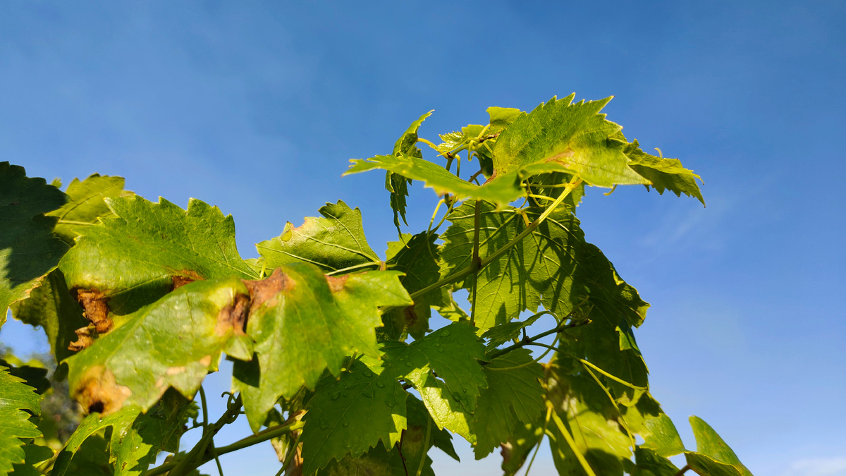 Верхний прирост, пораженный милдью 