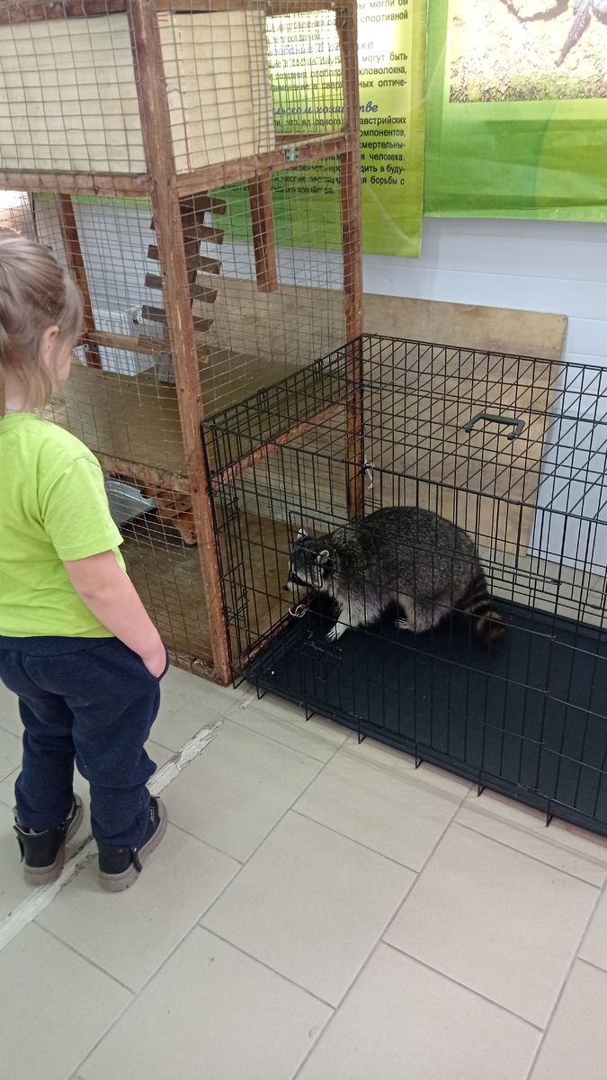 Конечно, нам его с Ангелиной стало жалко. Я себя так же как этот енот чувствую.