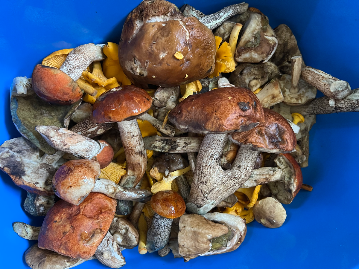 Подосиновики, подберезовики, лисички