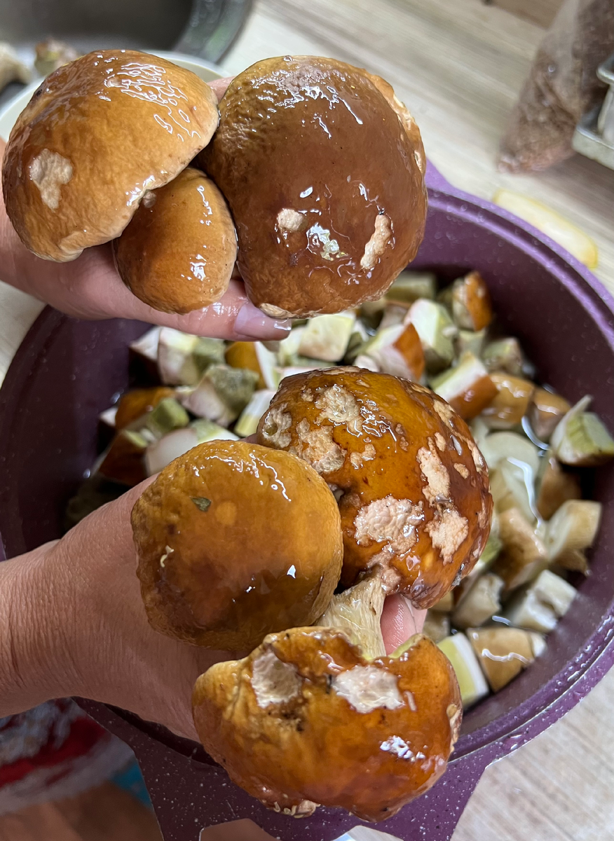 Белые грибы