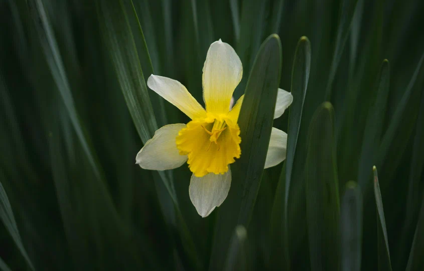 Какие растения нельзя держать дома и чем они опасны