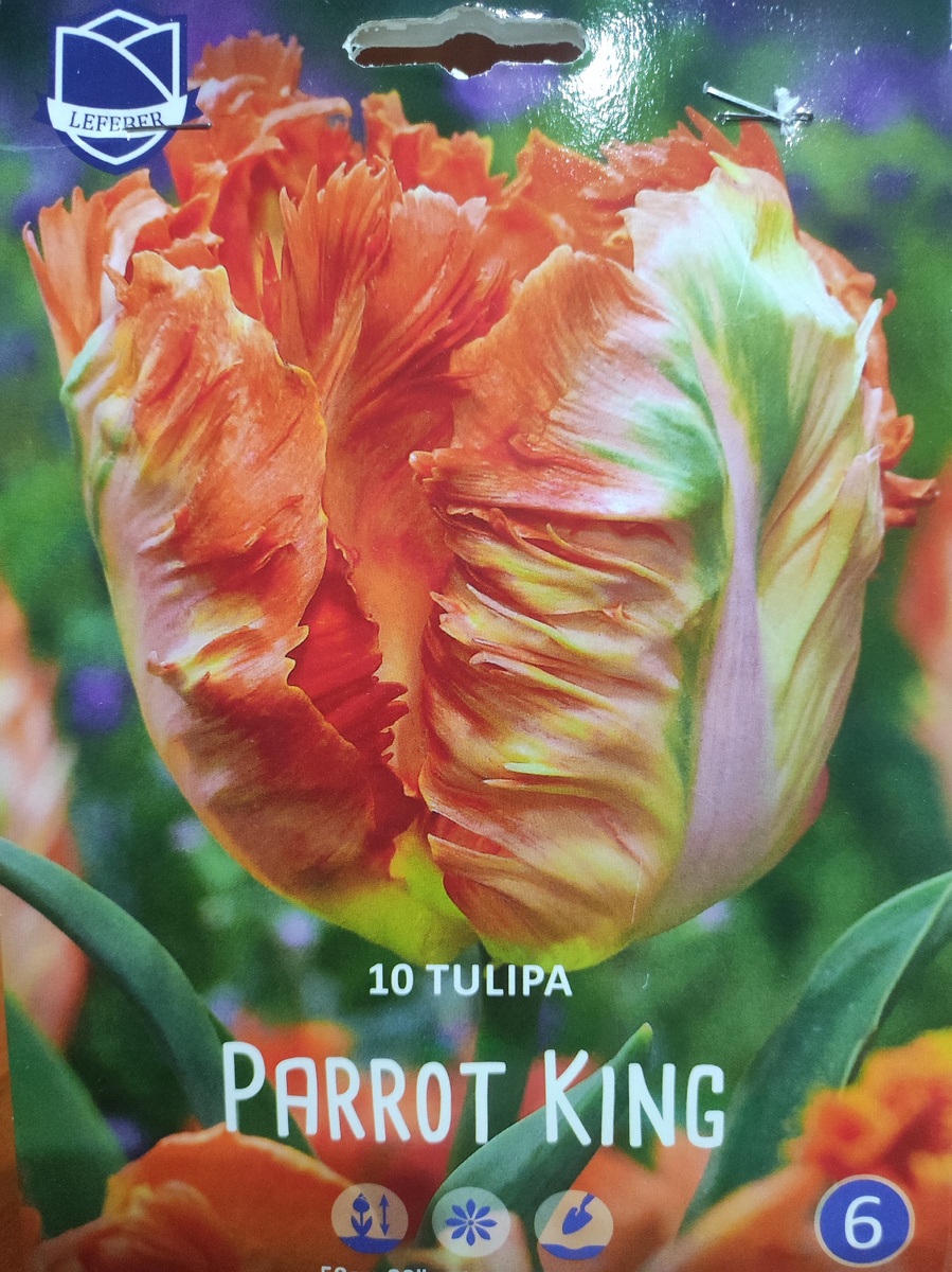 Фото автора, упаковка луковиц тюльпанов сорта Parrot King, август 2025 года