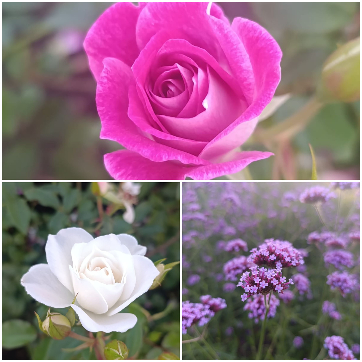 Коллаж автора 30.08.2025г.