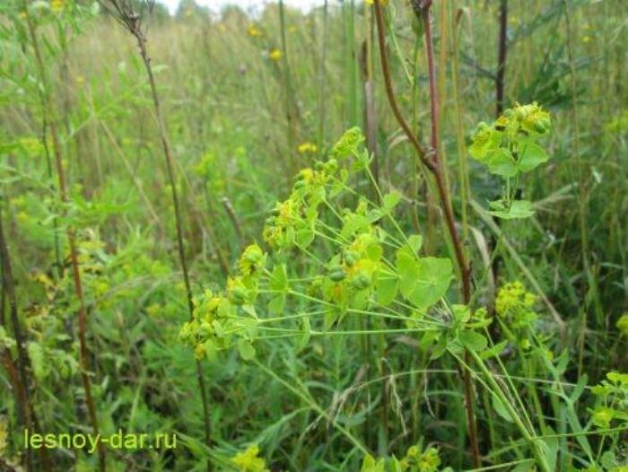Молочай лозный (прутьевидный) (фото с блога "Лесная кладовая)