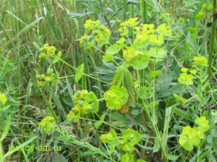 Соцветия молочая лозного (фото с блога "Лесная кладовая")