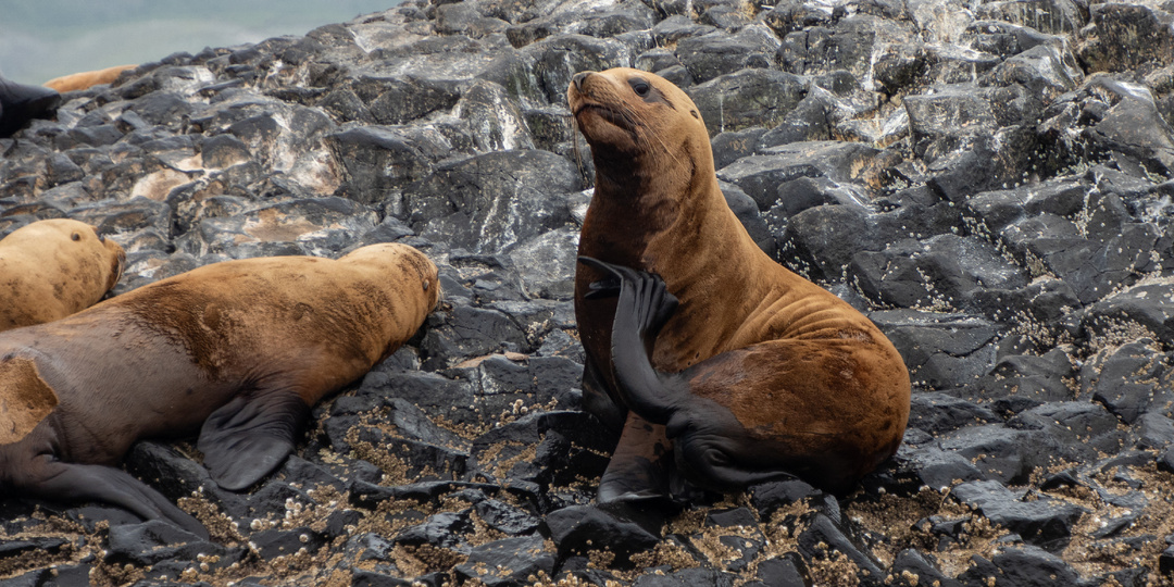 Сивуч — 10 интересных фактов о самом большом ушастом тюлене