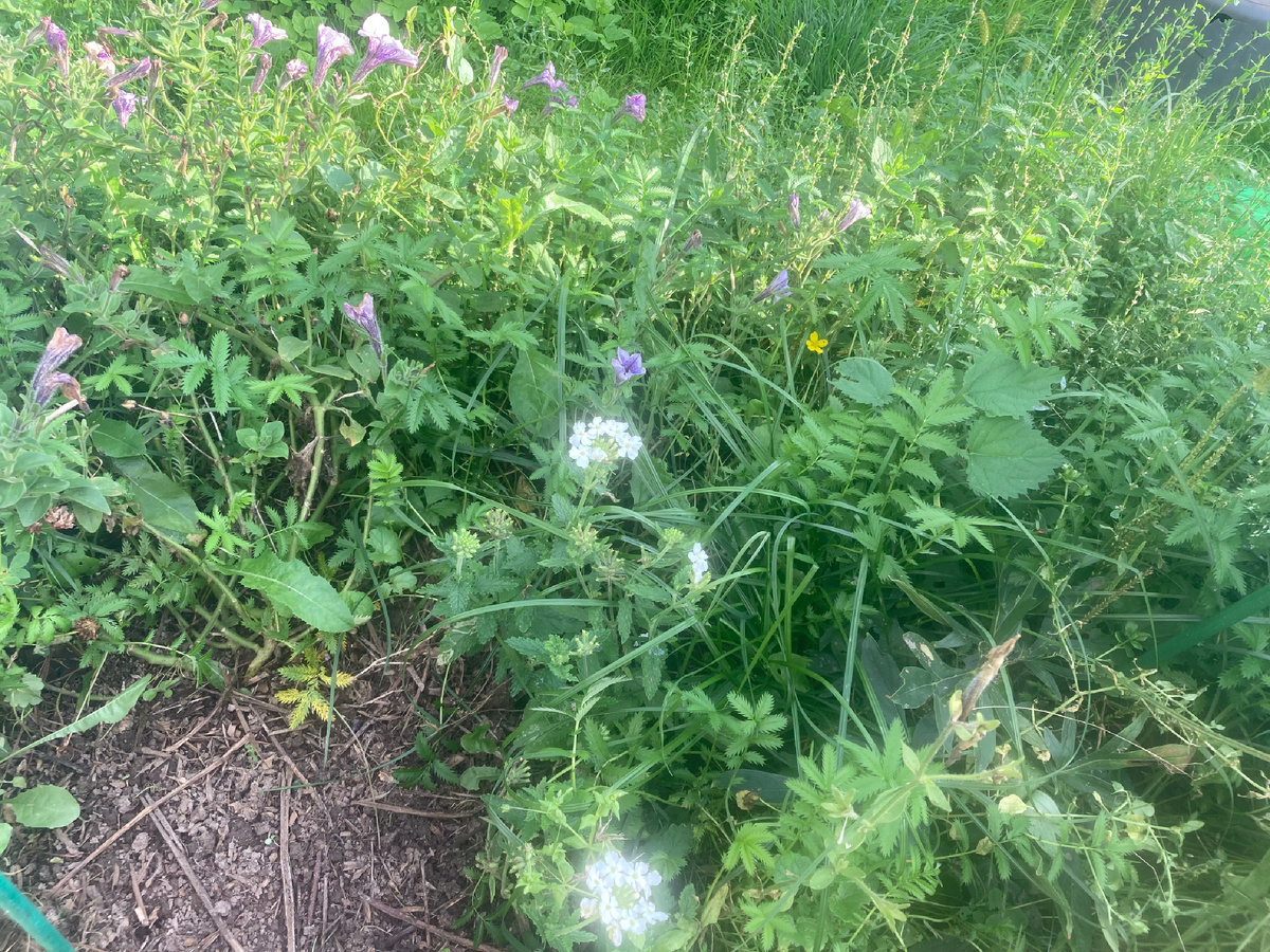 Вербена, петунии, морозники, пионы. Не видно - мне тоже.