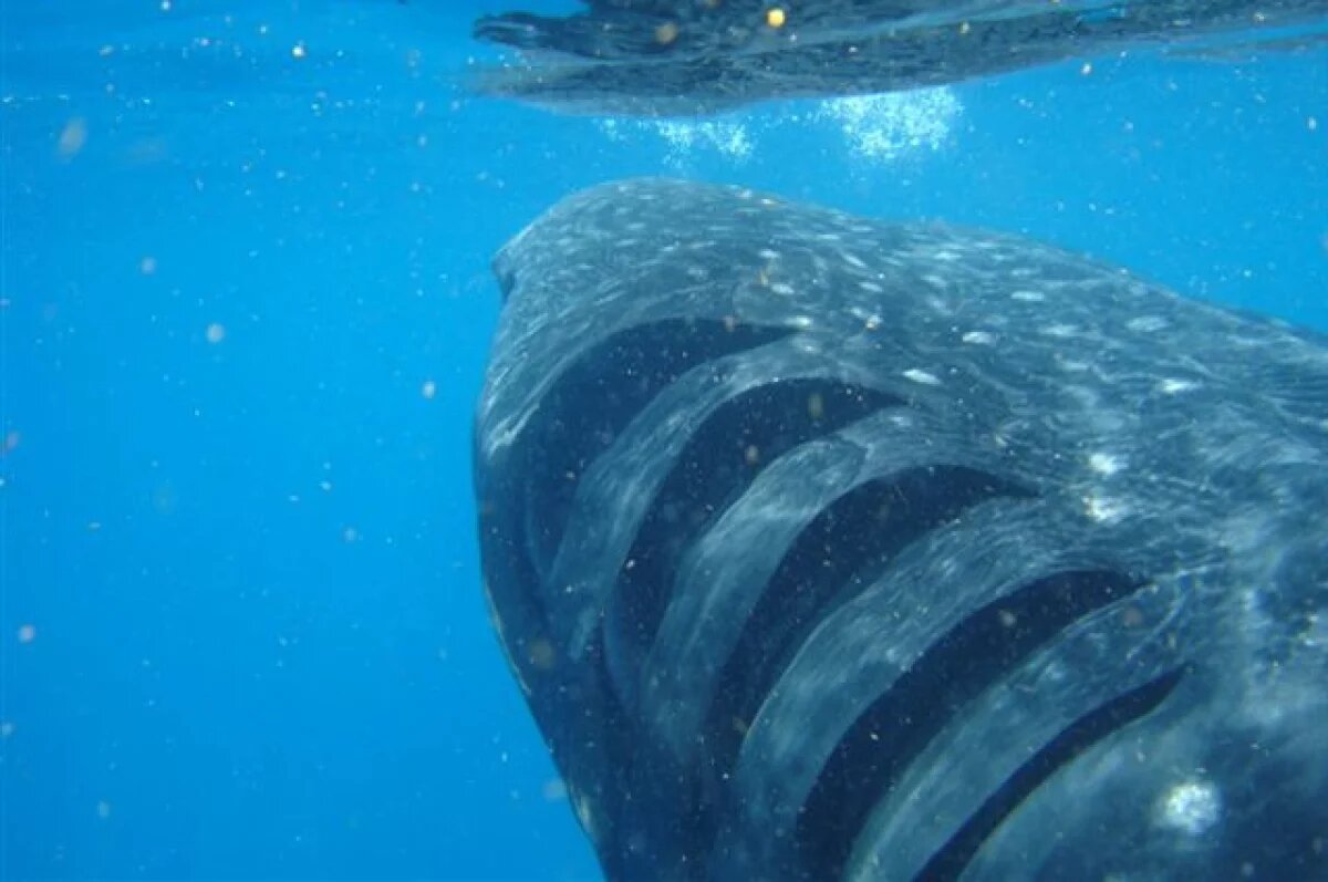    В Иране мужчина прокатился на спине китовой акулы и снял это на видео