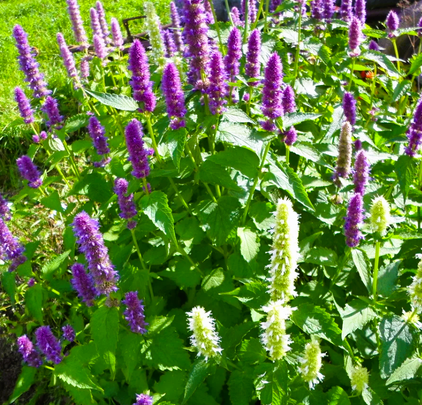 Лофант анисовый у нас на участке