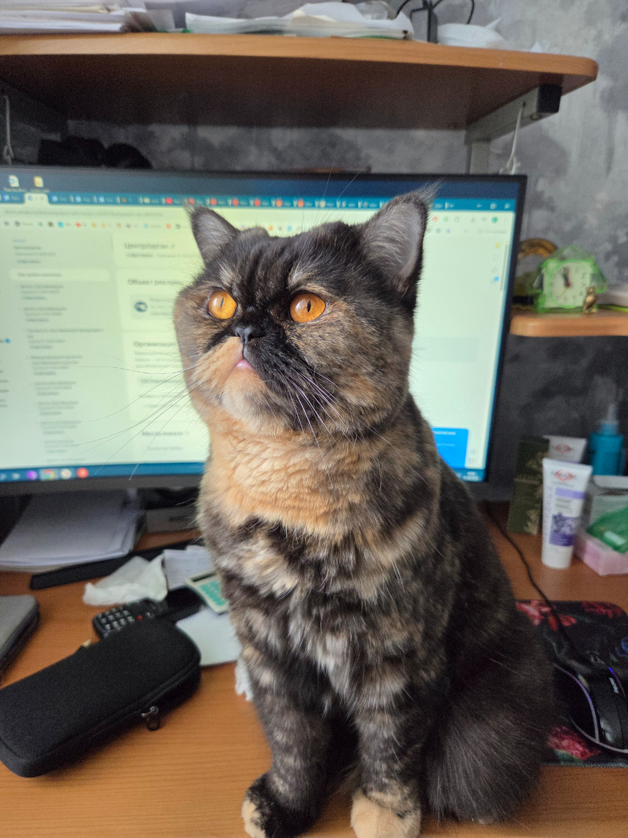 Кошка помогает работать)