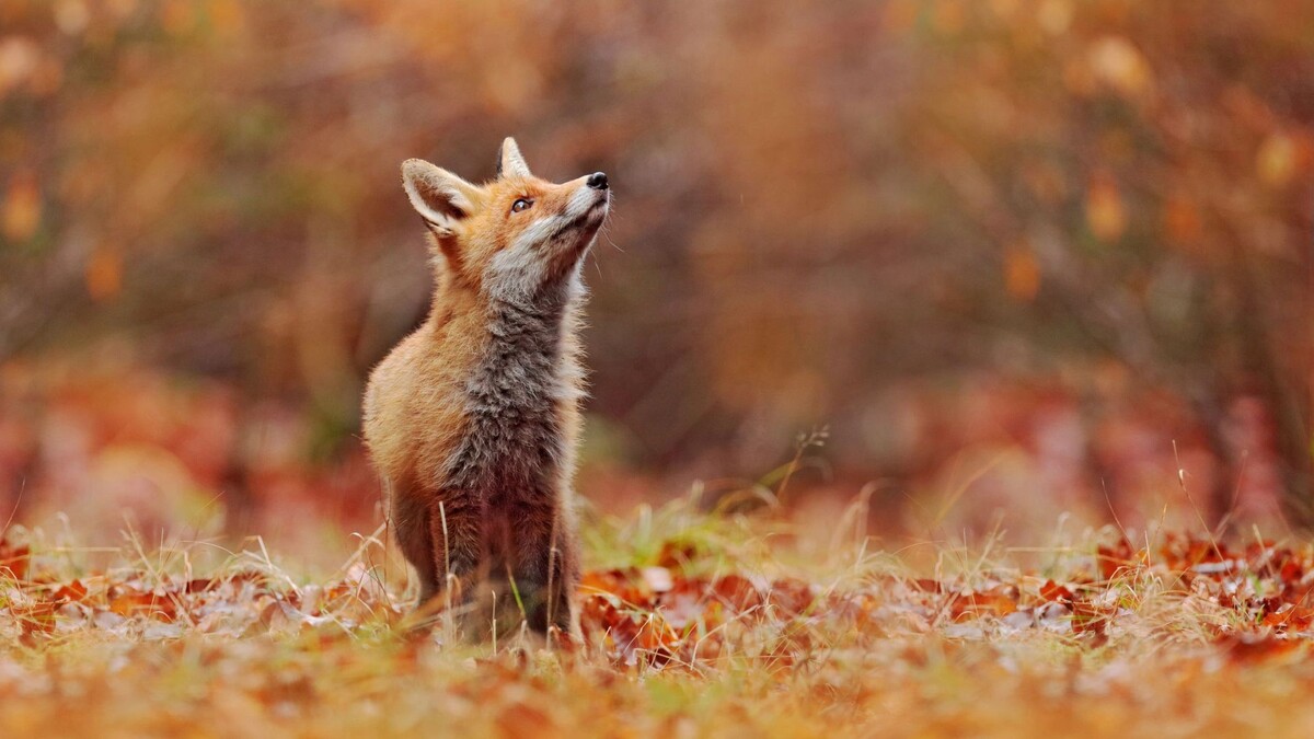    Фото: Ondrej Prosicky/Shutterstock/Fotodom