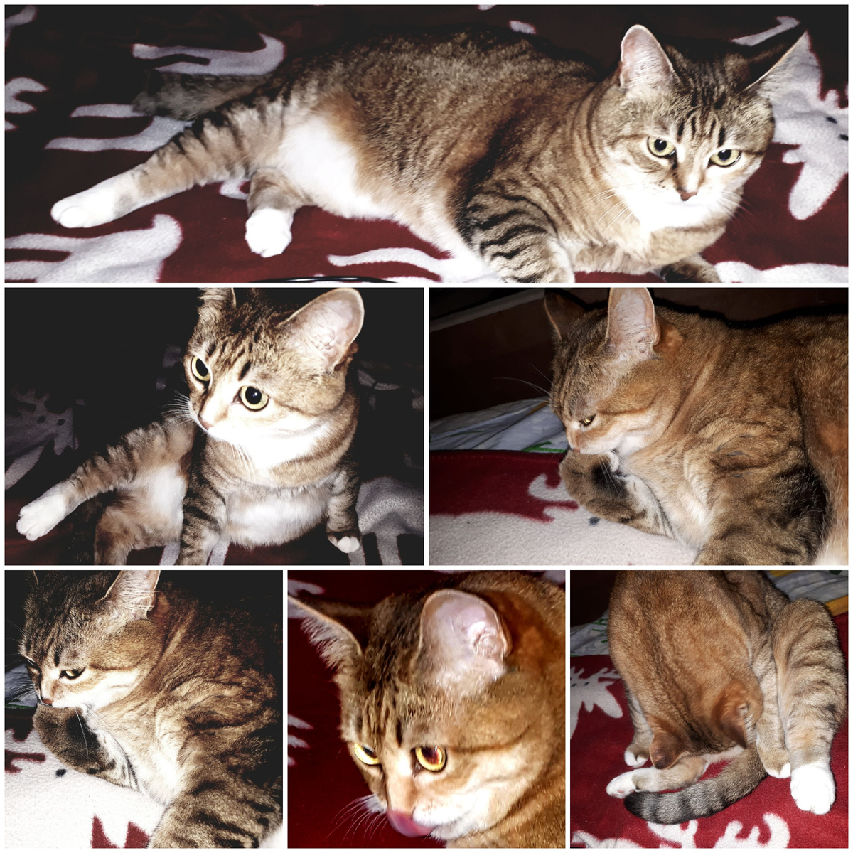 Коллаж автора 30.08.2025г.