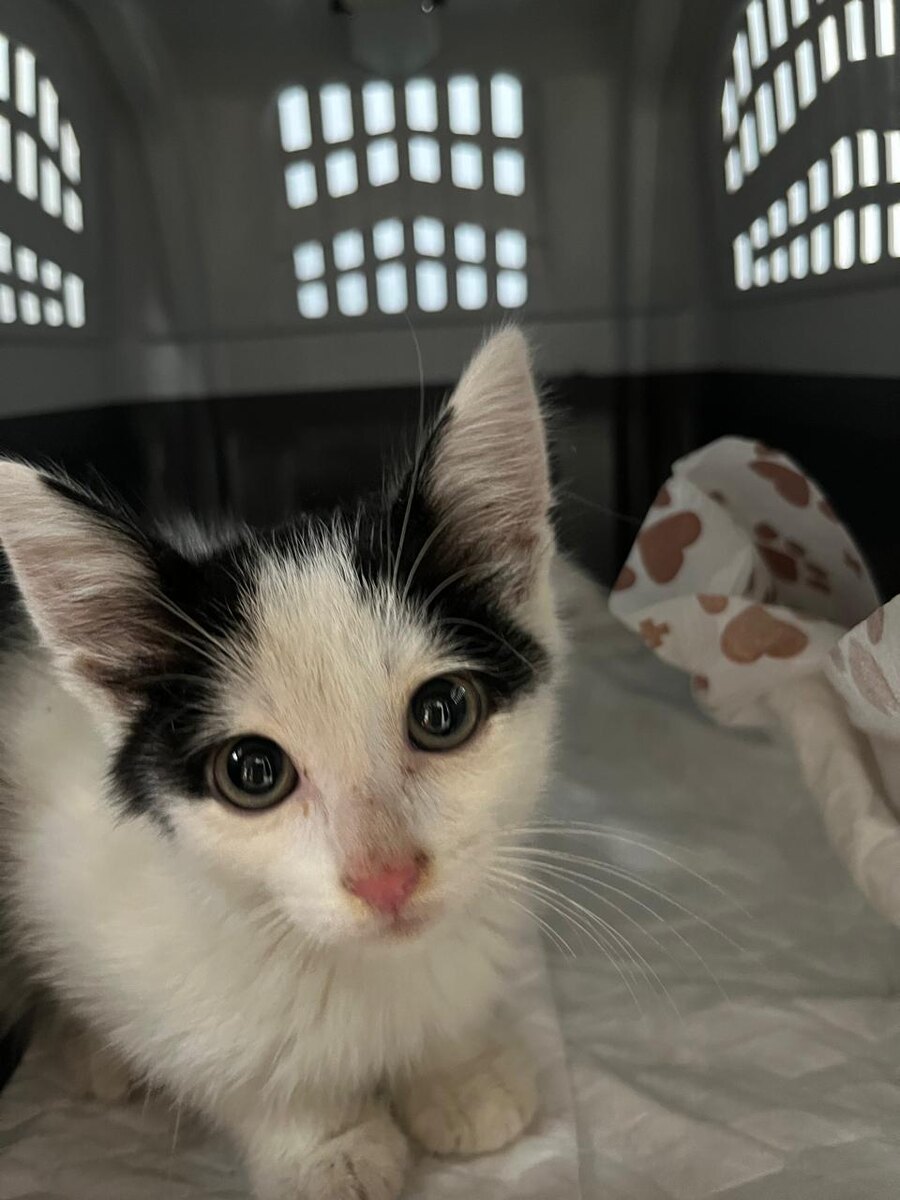 Куда мы опять?