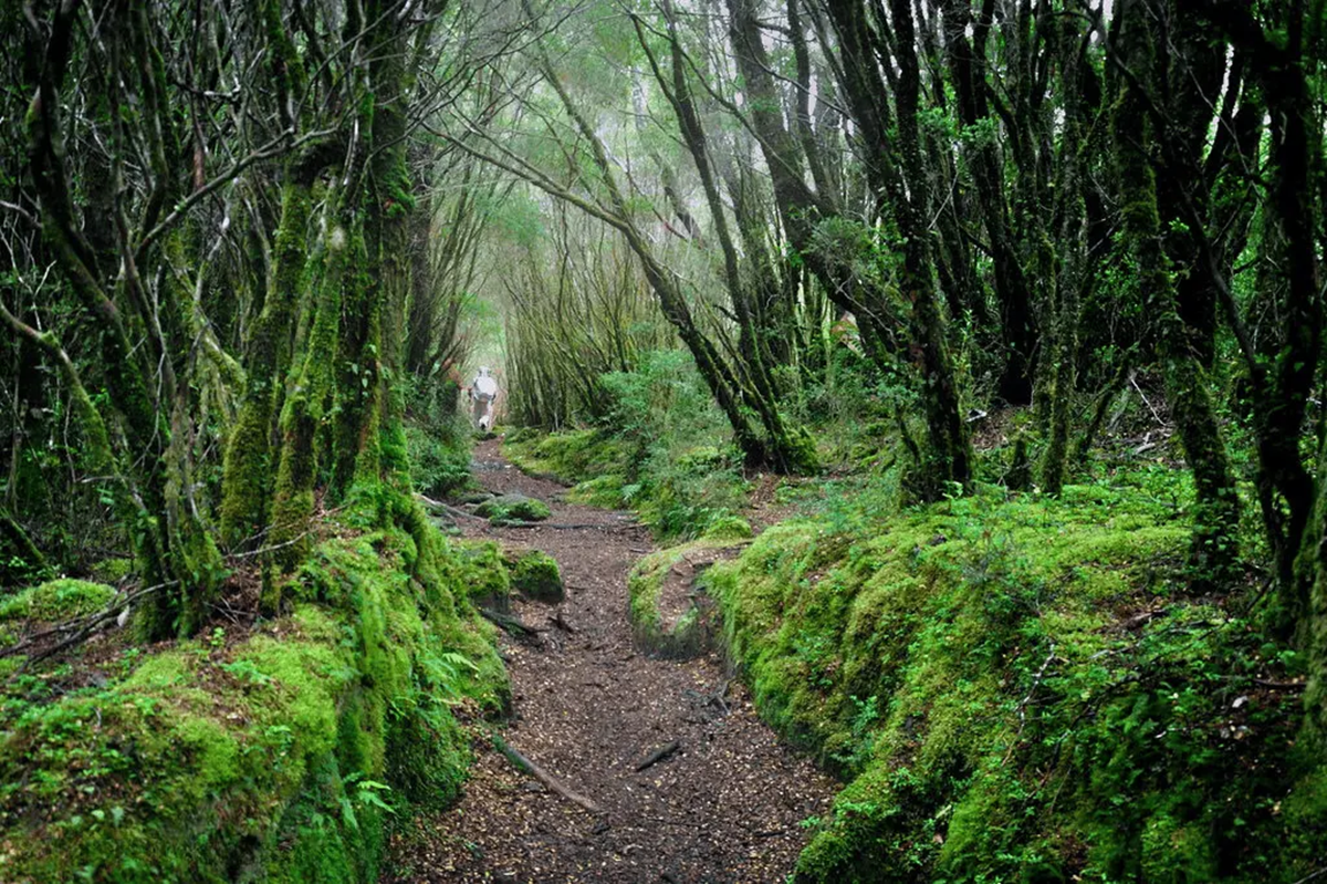 Лес по пути к вулкану Кальбуко