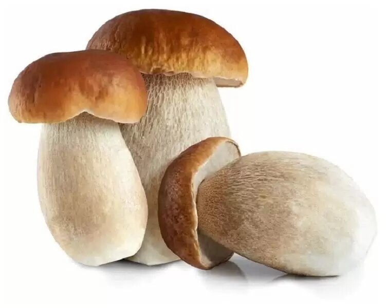 Фотография с сайта: https://megamarket.ru/catalog/details/grib-belyy-sushenyy-40-g-100032395709/