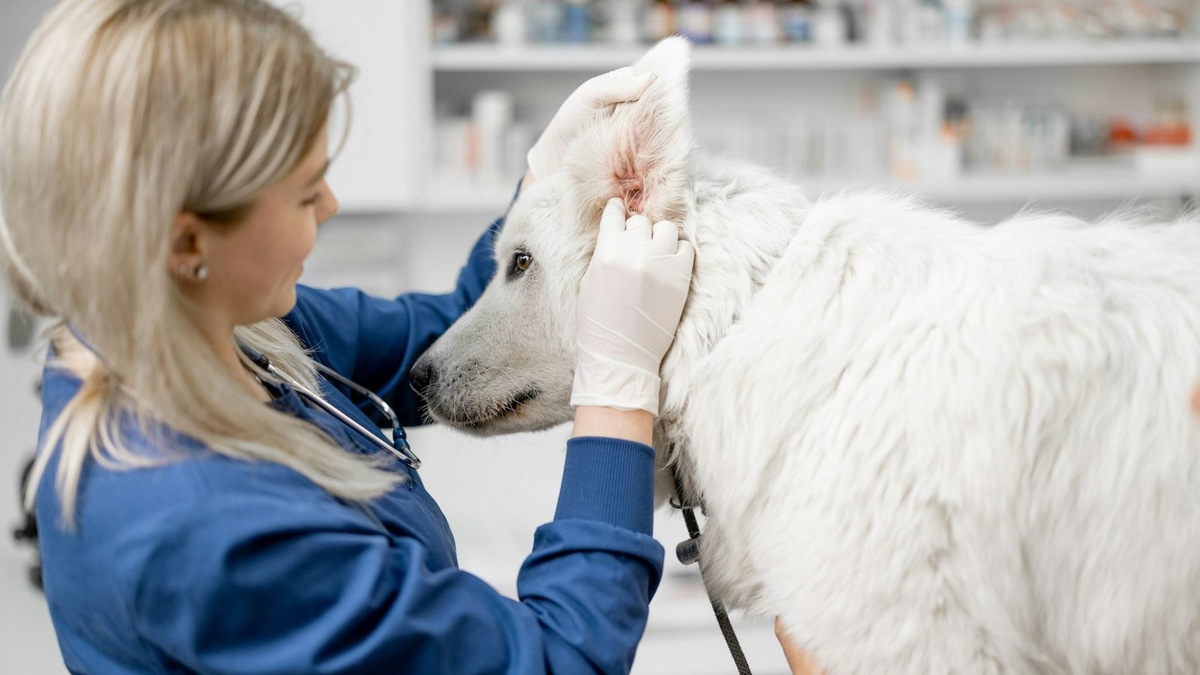    Собака на приеме у ветеринара в ветклинике