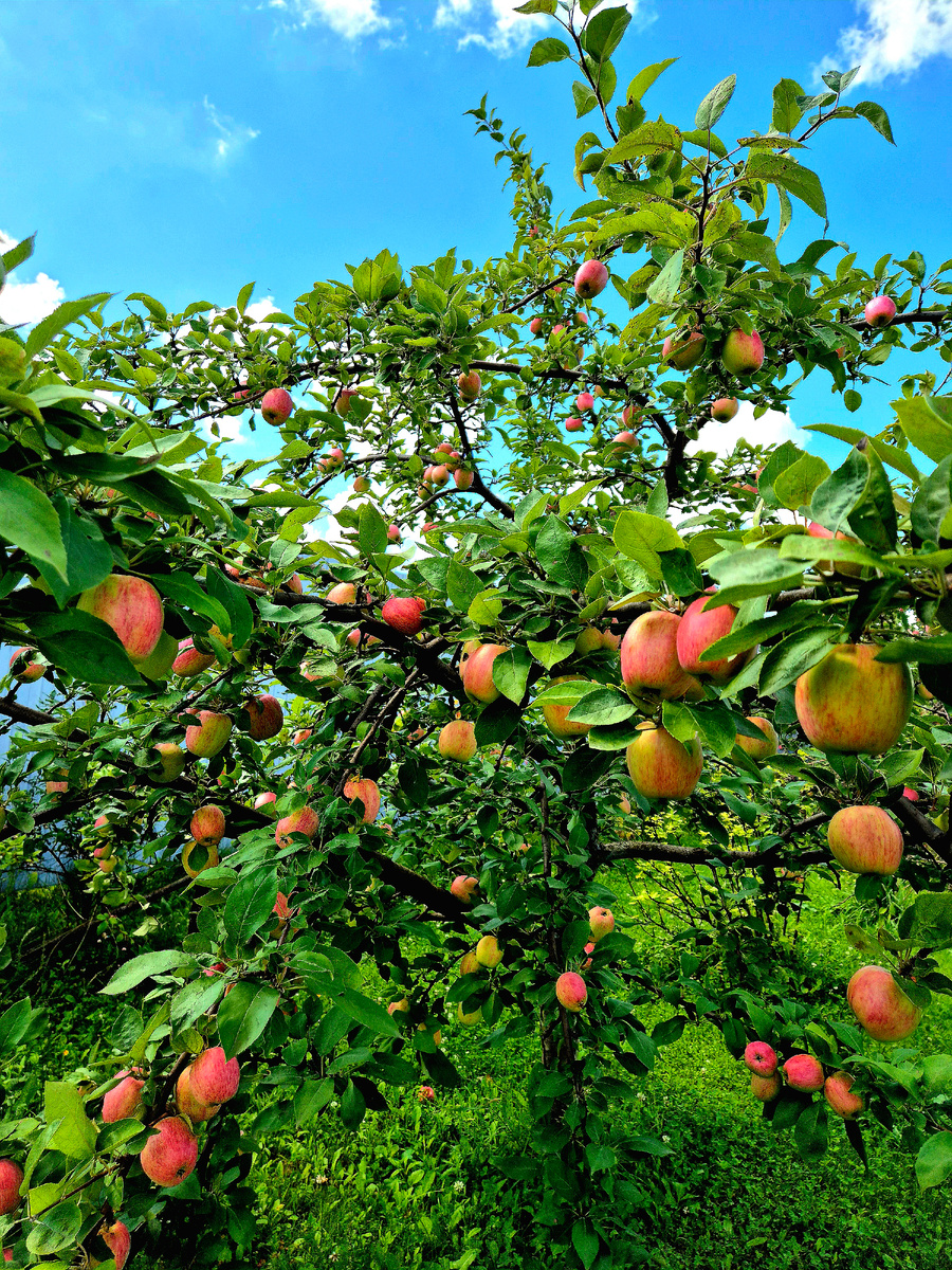 Этот год- яблочный в Подмосковье