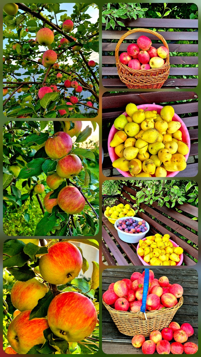 Урожай в этом году порадовал… неожиданно, действительно не ожидали😍