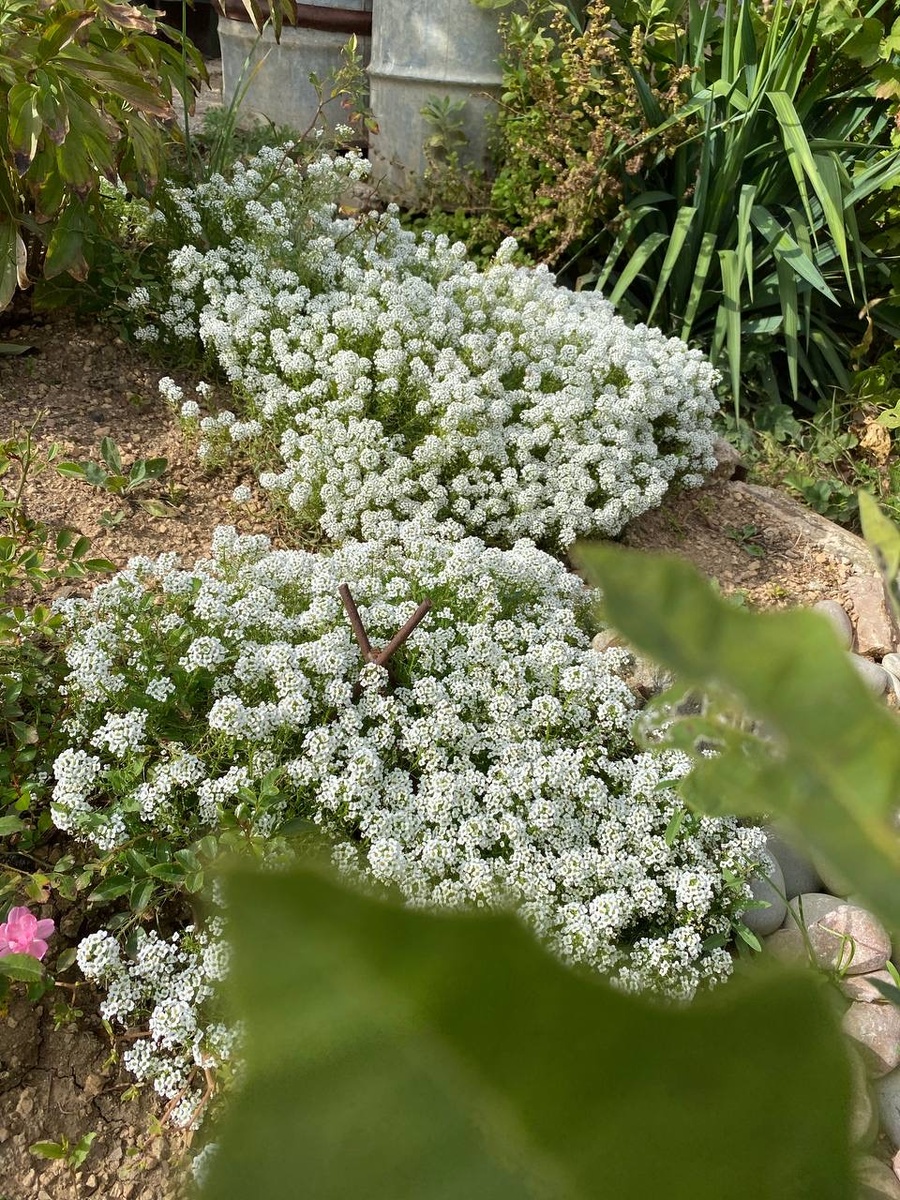Фото сезона, когда были дожди))