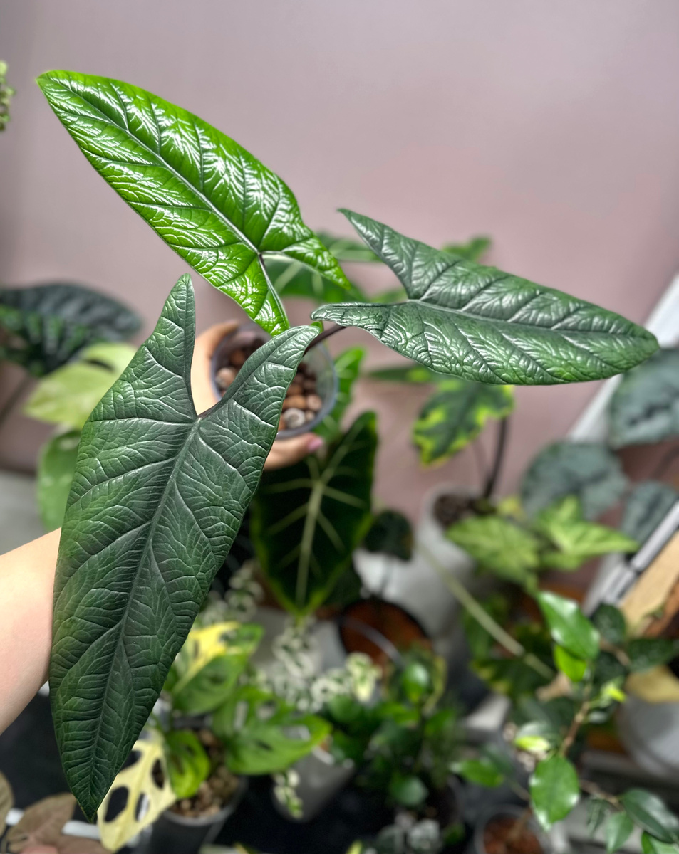 Моя скальпрум увеличивала лист постепенно