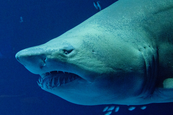    Stefan Sauer/ dpa/Global Look Press