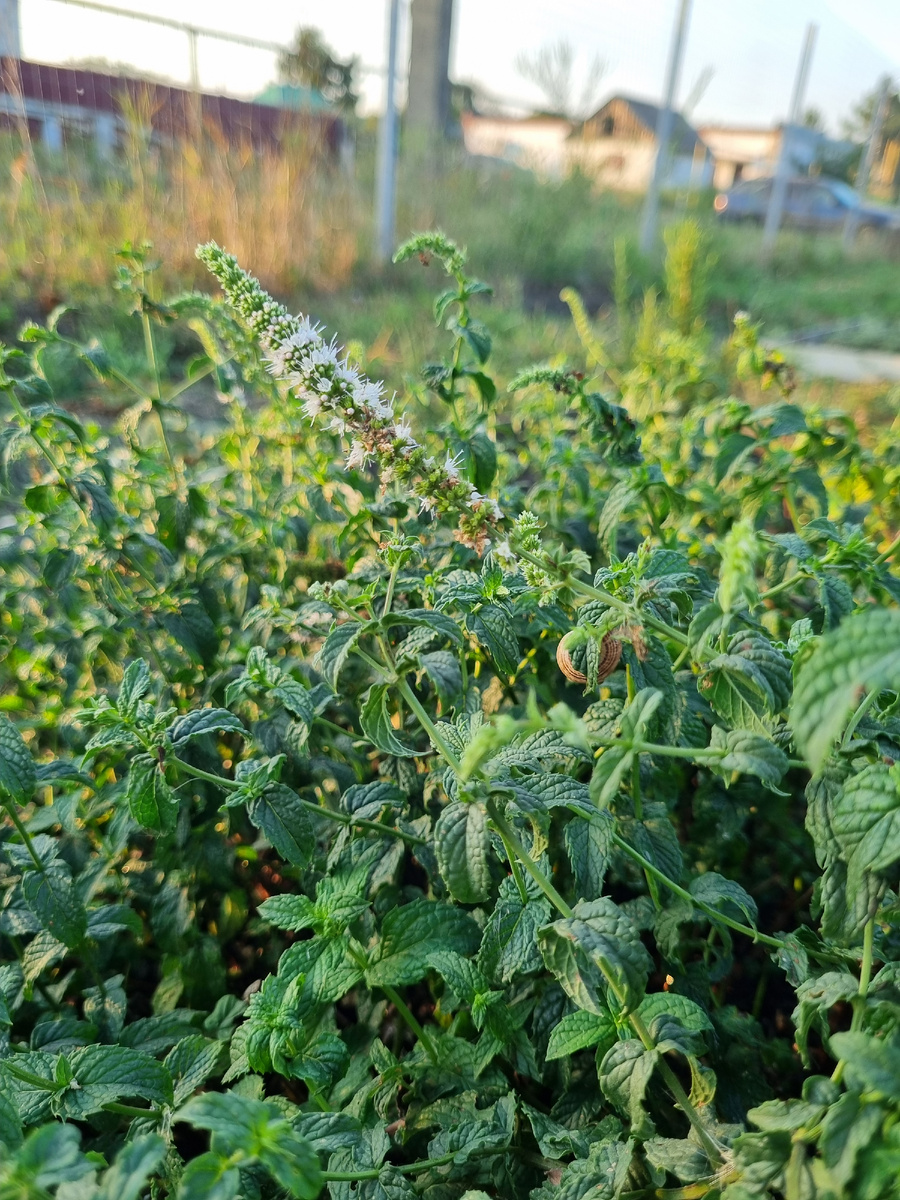Собираю урожай мяты "фундук"