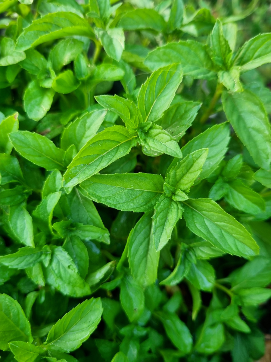 "Земляника гранд"