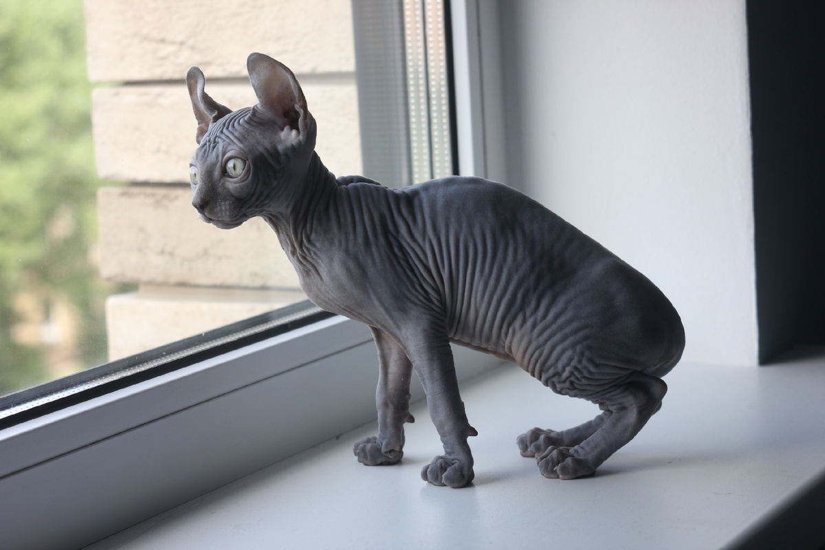 До обработки от паразитов Эль была абсолютно здоровым котенком. После второго препарата на теле появилась ранка на верхней губе